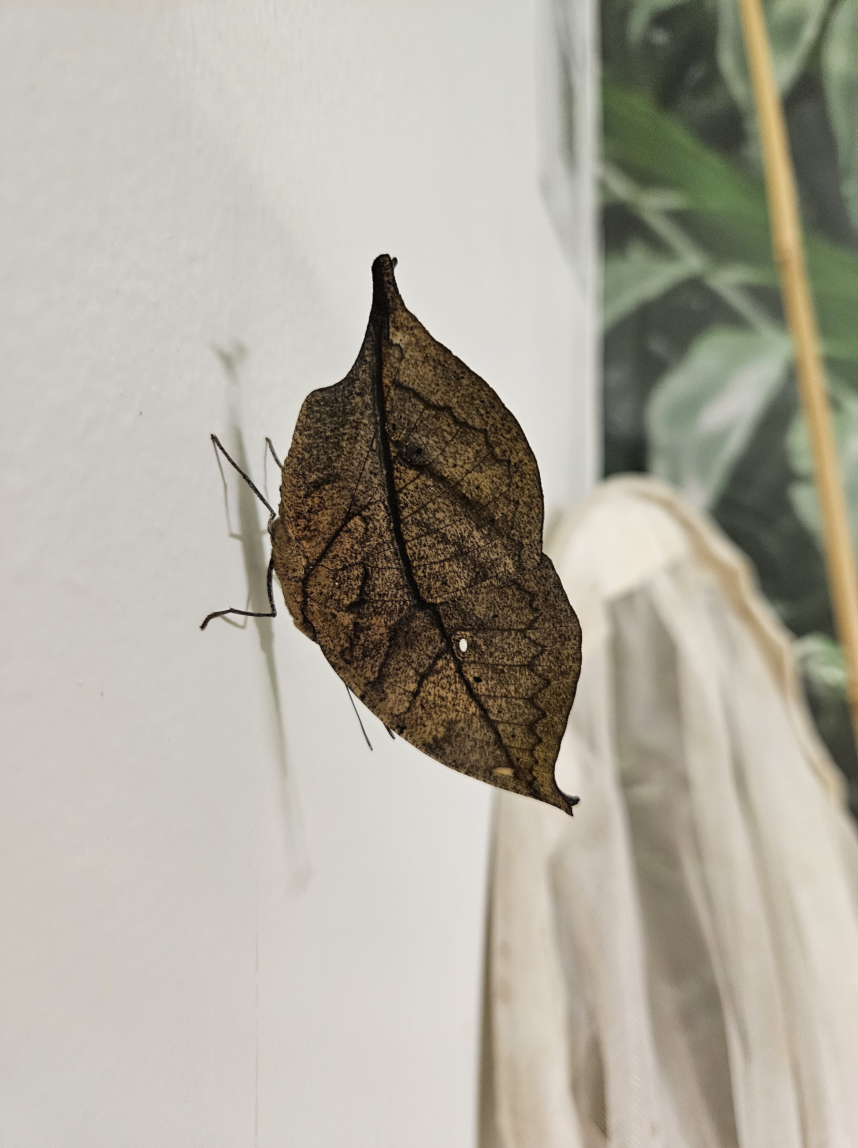 Indian oakleaf butterfly that looks like a dry leaf.